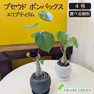 観葉植物 メキシコ ソテツ ザミア フルフラケア 現品 6号 黒陶器鉢