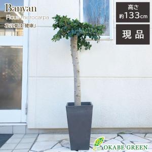 パンダガジュマル 11号 素敵なアンティーク調の白鉢 受皿付 木チップ付 現品 観葉植物 おしゃれ お祝い プレゼント 風水 種類一覧 鉢植え Pg 308 Okabe Green Jewelryplant 通販 Yahoo ショッピング