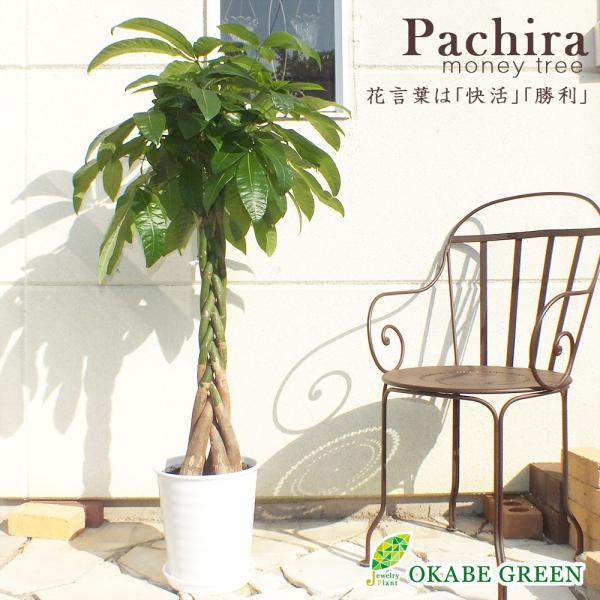 観葉植物 おしゃれ 大型 本物 パキラ大型 ねじり 8.5号 素敵な白ジュプラプラスチック鉢 ベラボ...