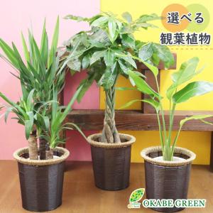 観葉植物 7b14b884-e010-40a4-acdf-