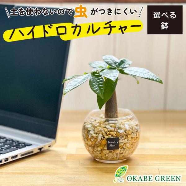 ハイドロカルチャー パキラ 観葉植物 土なし おしゃれ ベージュ ゼオライト 選べる器 ミニ 観葉 ...