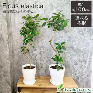 トックリラン 種 観葉植物 の商品一覧 花 ガーデニング 通販 Yahoo ショッピング