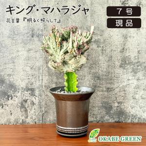 鉢植え 母の日 ギフト プレゼント 観葉植物 アガベ アメリカーナ