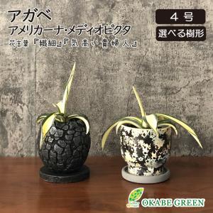 多肉植物：アガベ アメリカーナ錦 那智の輝き*幅18cm : 遊恵盆栽