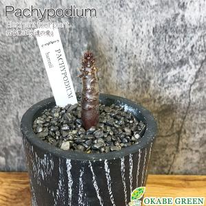 希少品種 観葉植物 パキポディウム 恵比寿大黒 4号 現品 ミニ デザイン