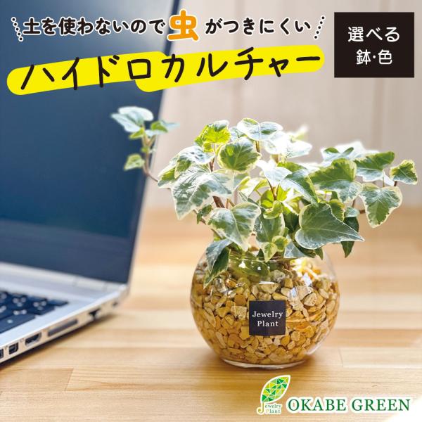 ハイドロカルチャー アイビー ヘデラ 観葉植物 土なし おしゃれ ベージュ ゼオライト 選べる器 ミ...