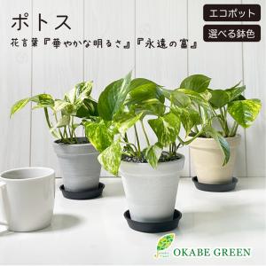 観葉植物 ハートの葉っぱ おしゃれ 大型 本物 ウンベラータ フィカス 7