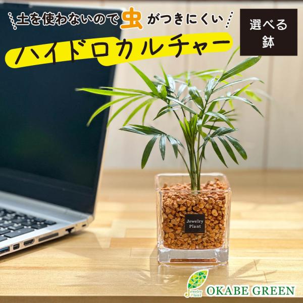 ハイドロカルチャー テーブルヤシ 観葉植物 土なし おしゃれ オレンジ ゼオライト 選べる器 ミニ ...