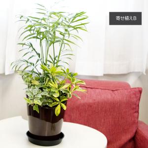 観葉植物 寄せ植え 6号 テーブルヤシ アイビ...の詳細画像2