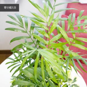 観葉植物 寄せ植え 6号 テーブルヤシ アイビ...の詳細画像3