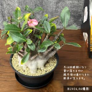 観葉植物 お中元 アデニウム コンパクトブラッ...の詳細画像2