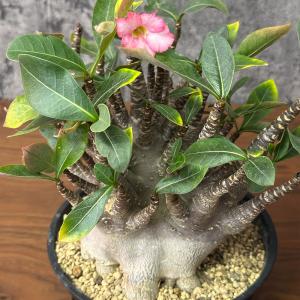 観葉植物 お中元 アデニウム コンパクトブラッ...の詳細画像3