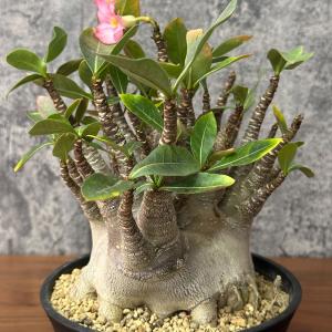 観葉植物 お中元 アデニウム コンパクトブラッ...の詳細画像5