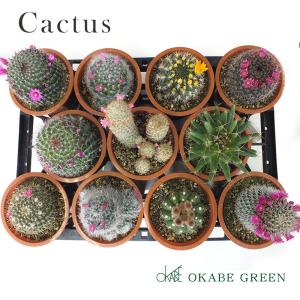 サボテン 種類 サボテン 多肉植物 の商品一覧 花 ガーデニング 通販 Yahoo ショッピング