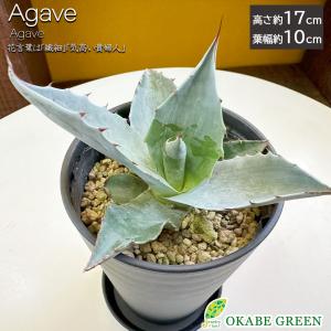 観葉植物 アガベ チタノタ 5号 現品 ティタノタ 黒プラスチック鉢