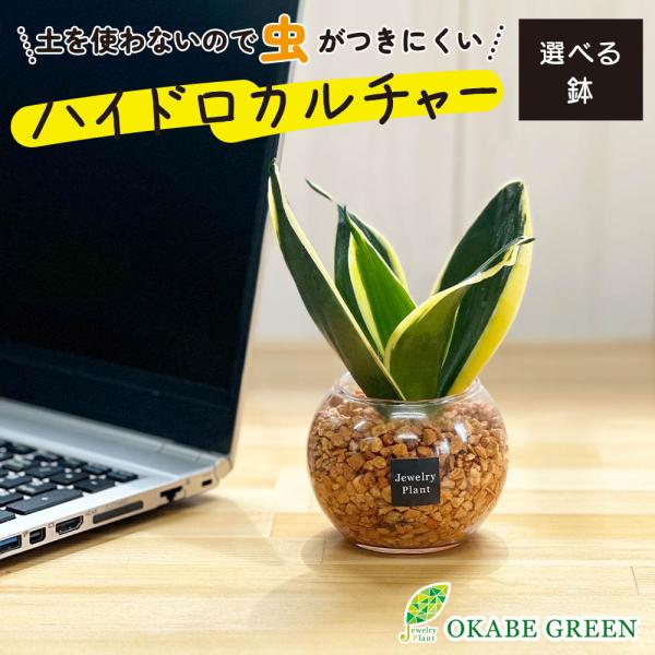 ハイドロカルチャー サンスベリア 観葉植物 土なし おしゃれ オレンジ ゼオライト 選べる器 ミニ ...