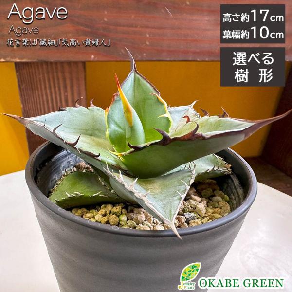 観葉植物 おしゃれ 室内 アガベ ティタノータ ブルー チタノタ 選べる樹形 現品 3.5号 黒セラ...