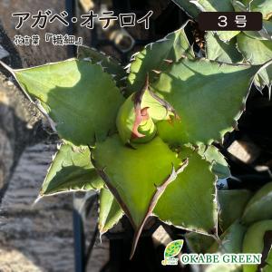 お安く致しました。大きなアガベ　アメリカーナ鉢ごと 鉢植え 母の日 ギフト プレゼント 観葉植物 アガベ アメリカーナ