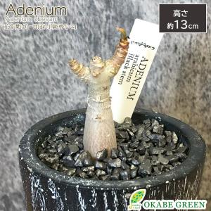 中国産 朴葉 乾燥ほうばの葉（M）真空 20枚x50P（P450円税別）/1000枚