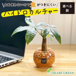 ハイドロカルチャー パキラ 観葉植物 お中元 土なし おしゃれ オレンジ ゼオライト 選べる器 ミニ 観葉 母の日 プレゼント ギフト 誕生日 初心者 小さい 開店祝