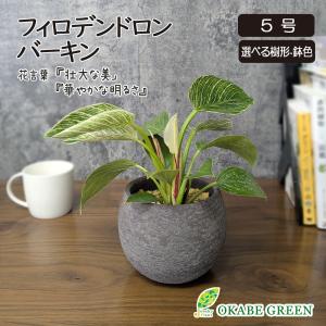 観葉植物 メキシコ ソテツ ザミア フルフラケア 現品 6号 黒陶器鉢