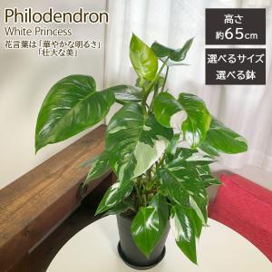 セローム 大型 観葉植物 の商品一覧 花 ガーデニング 通販 Yahoo ショッピング