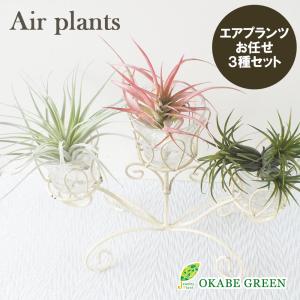 Okabe Green Jewelryplant エアプランツ 植物の種類で選ぶ Yahoo ショッピング