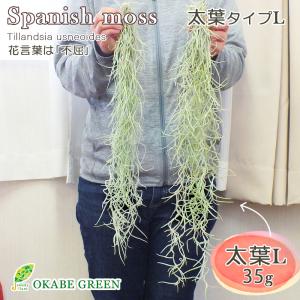 スパニッシュモス 太葉 ｌタイプ エアプランツ ティランジア ウスネオイデス 壁掛け 吊り下げ 観葉植物 おしゃれ Sm 607 Ss11 Okabe Green Jewelryplant 通販 Yahoo ショッピング