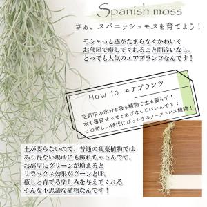 観葉植物 おしゃれ ウスネオイデス スパニッシ...の詳細画像1