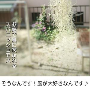 観葉植物 おしゃれ ウスネオイデス スパニッシ...の詳細画像5