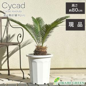 ソテツ 子付き ６号 白陶器鉢 受皿付 蘇鉄 常緑樹 観葉植物 おしゃれ お祝い プレゼント ギフト 風水 種類一覧 So 300 Okabe Green Jewelryplant 通販 Yahoo ショッピング