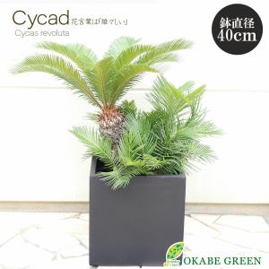 ソテツ 選べる樹形 現品 11号 黒丸鉢 子株付き 観葉植物 蘇鉄 おしゃれ お祝い プレゼント ギフト 風水 種類一覧 So 300 1 Okabe Green Jewelryplant 通販 Okabe Green Jewelryplantソテツ 選べる樹形 現品 11号 黒丸鉢 子株付き 観葉植物 蘇鉄 おしゃれ