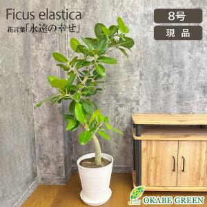 おしゃれ 観葉植物：フィカス ベンガレンシス*ベンガルゴム 鉢植え
