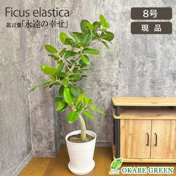 観葉植物 おしゃれ ゴムの木 ベンガレンシス 幹曲がり 現品 8号 白セラアート鉢 受皿付 ベンガル...