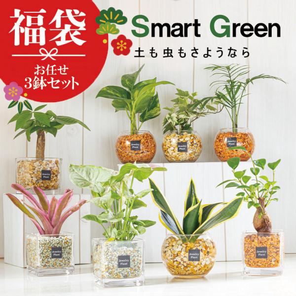 【福袋お任せ３鉢セット】 ハイドロカルチャー 観葉植物 土なし おしゃれ ミニ パキラ ガジュマル ...