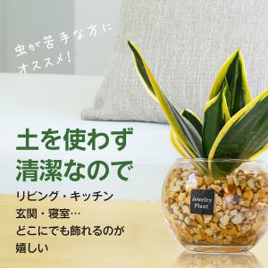 ハイドロカルチャー 観葉植物 土なし おしゃれ...の詳細画像1