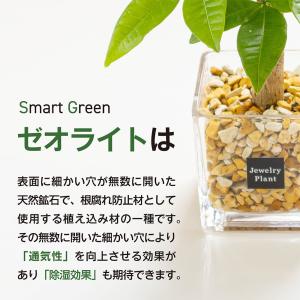 ハイドロカルチャー 観葉植物 土なし おしゃれ...の詳細画像2