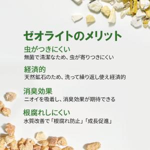 ハイドロカルチャー 観葉植物 土なし おしゃれ...の詳細画像3