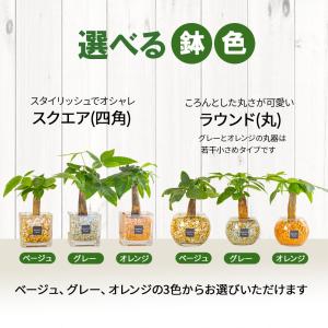 ハイドロカルチャー 観葉植物 土なし おしゃれ...の詳細画像4