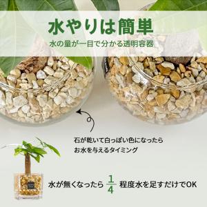 ハイドロカルチャー 観葉植物 土なし おしゃれ...の詳細画像5