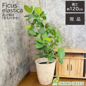 母の日 ギフト プレゼント 観葉植物 おしゃれ ゴムの木 ベンガレンシス