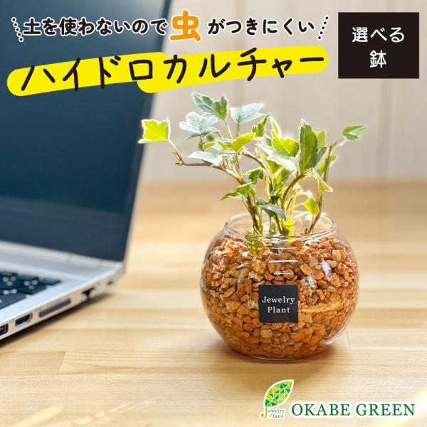 ハイドロカルチャー アイビー ヘデラ 観葉植物 土なし おしゃれ オレンジ ゼオライト 選べる器 ミ...