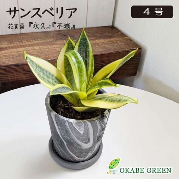 観葉植物 お中元 小さい サンスベリア ハニー 4号 グレーマーブル陶器鉢 ラッピング無料 多肉植物...