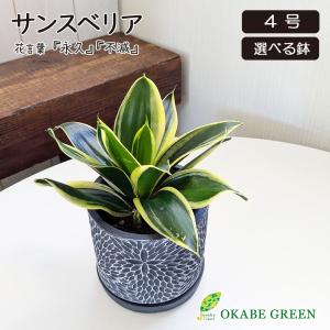 観葉植物 おしゃれ 大型 本物 屋外 ユッカ フィリフェラ 10号 現品
