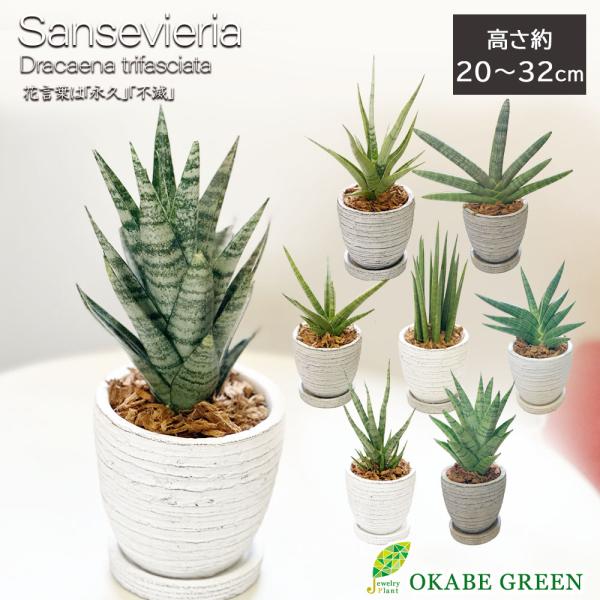 観葉植物 お中元 小さい サンスベリア 4号 選べる 丸筒陶器鉢 ラッピング無料 おしゃれ 鉢植え ...