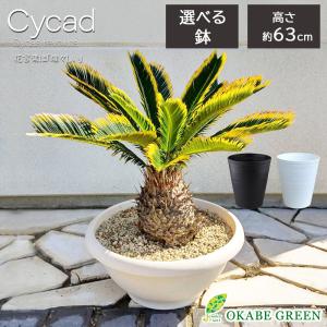 観葉植物 メキシコ ソテツ ザミア フルフラケア 現品 6号 黒陶器鉢