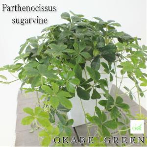 シュガーバイン 白のプラスチック鉢 4号 観葉植物 おしゃれ お祝い プレゼント ギフト 風水 種類一覧 鉢植え Sv 172 Okabe Green Jewelryplant 通販 Yahoo ショッピング