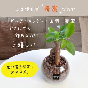 ハイドロカルチャー 観葉植物 お中元 土なし ...の詳細画像1