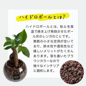 ハイドロカルチャー 観葉植物 お中元 土なし ...の詳細画像2