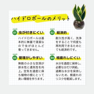 ハイドロカルチャー 観葉植物 お中元 土なし ...の詳細画像3